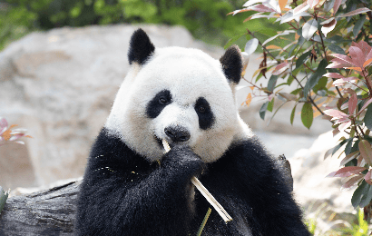 中国经典熊猫之旅